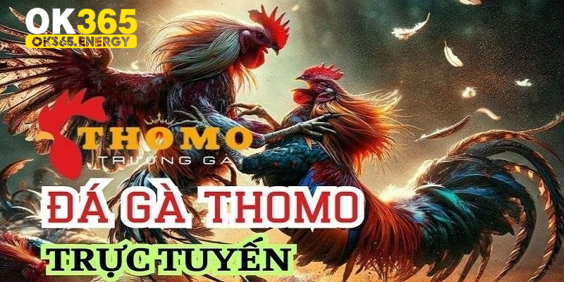 Đá gà Thomo thumb